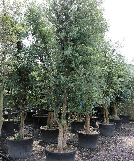 Meerstammig Quercus suber met een hoogte van 350 tot 400cm