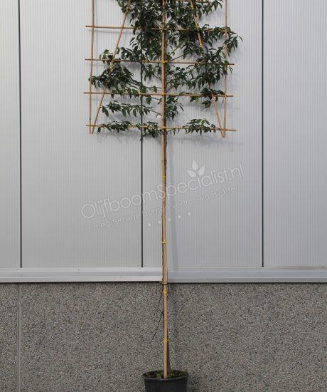 Prunus lusitanica leiboom groenblijvend kopen