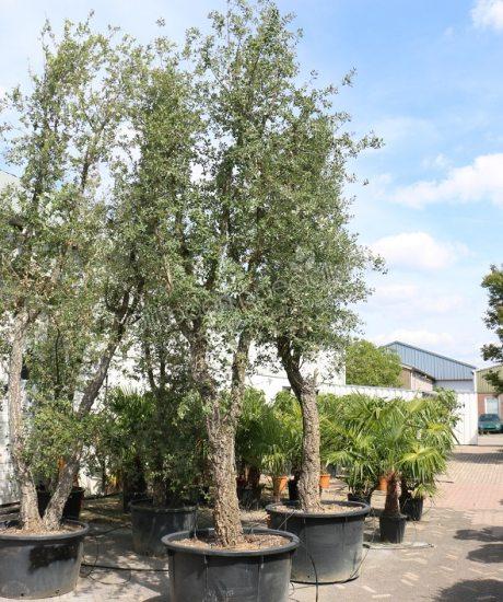 Meerstammig Quercus suber met een hoogte van 450 tot 500cm