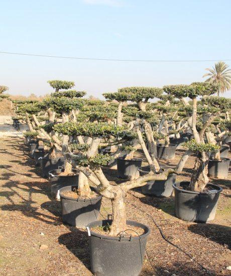 Winterharde olijfboom kopen in pot