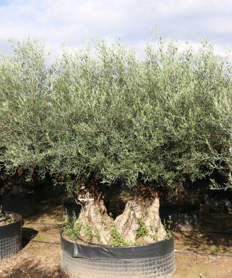 Olijfboom bonsai met 2 stammen kopen