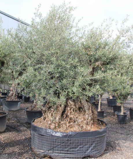 Olijfboom bonsai leverbaar in grotere maten tot 500cm