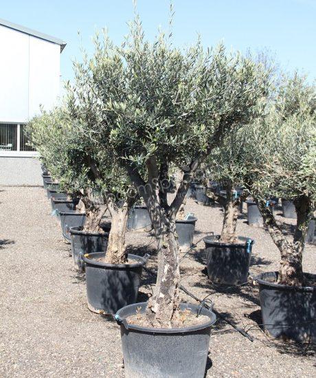 Grillige olijfboom kopen met een hoogte van 250cm