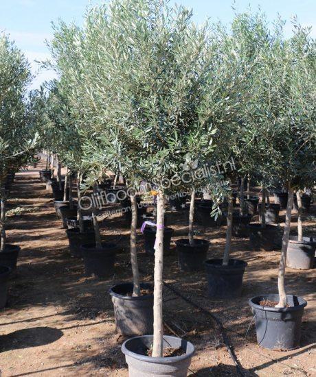Ollijfboom kopen met een hoge stam