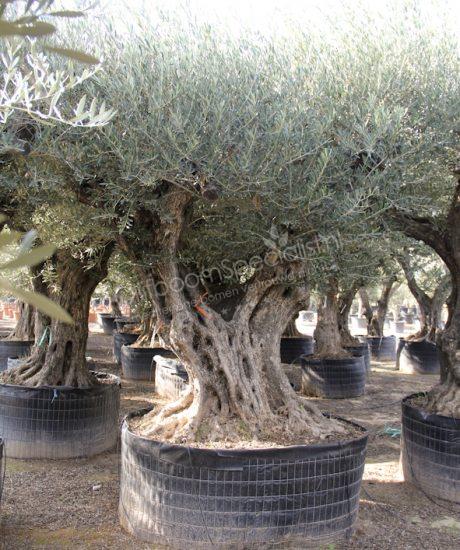 Olijfboom regional uit Pyreneeën zonder pot met een stamomtrek van 160 tot 180cm