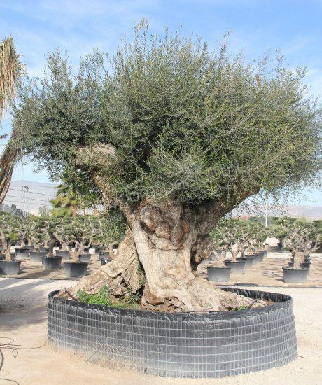 Olijfboom regional uit Pyreneeën zonder pot circa 500 tot 550 jaar oud