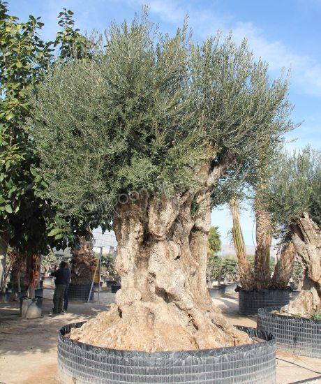 Olijfboom regional uit Pyreneeën zonder pot circa 600 tot 650 jaar oud