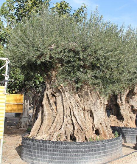 Olijfboom regional uit Pyreneeën zonder pot circa 800 tot 850 jaar oud