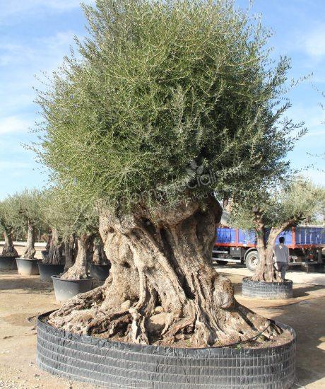 Olijfboom regional uit Pyreneeën zonder pot circa 900 tot 950 jaar oud