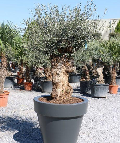 Olijfboom bonsai in een antracietkleurige Elho pot kopen