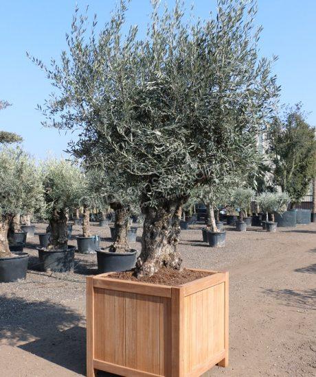 Olijfboom bonsai in hardhouten plantenbak bestellen