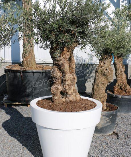 Olijfboom in een witte Elho pot kopen met een stamomtrek van 80/100cm