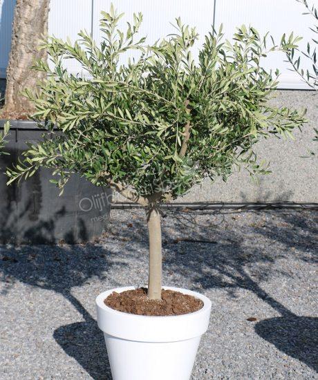 Olijfboom in een witte Elho pot kopen met een stamomtrek van 15/20cm